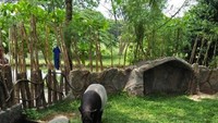 Tapir Faunaland yang sedang menikmati kudapan makan siang, berupa campuran air dan madu yang dibekukan. Nyam!