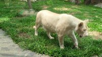 Singa putih berbobot 150 kg yang didatangkan langsung dari Lembaga Konservasi Afrika Selatan pada tahun 2013, pada saat berusia 6 bulan