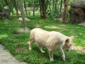 Merasakan Sambaran Burung di Faunaland Ancol