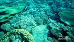 Mesir Tak Cuma Piramida, Laut Merah Juga Cantik Mempesona