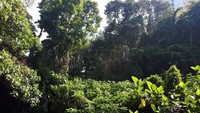 Suasana Hutan Babakan Siliwangi yang dipenuhi pohon-pohon besar dan sesekali terlihat bangunan tinggi di sekitarnya