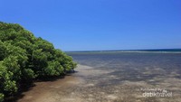 Mangrove dan Selat Bali
