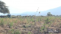 Rusa-rusa Baluran