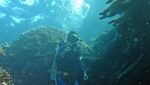 Mirip Lukisan Picasso Tapi di Bawah Laut, Ini Taman Laut Gorontalo