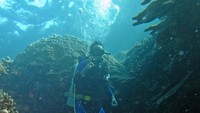 Menyelam di  Taman Laut Olele yang benar-benar indah