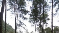 trek awal pendakian Gunung Tampomas