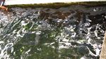 Misteri Ikan Dewa di Cibulan