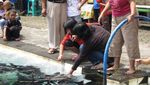 Misteri Ikan Dewa di Cibulan