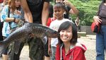 Misteri Ikan Dewa di Cibulan