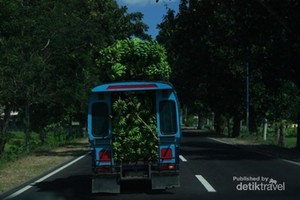 Mobil Pisang dari Sumbawa