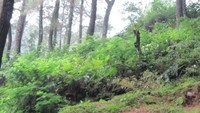 Kawanan monyet di sekitar Curug Nangka