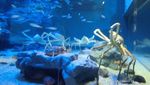 Monster Kepiting Sungguhan Ada di Jepang