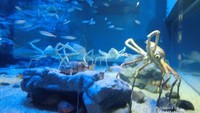 Bandingkan dengan ikan yang berada di dalam akuarium ini