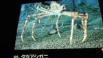 Monster Kepiting Sungguhan Ada di Jepang