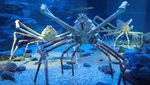 Monster Kepiting Sungguhan Ada di Jepang