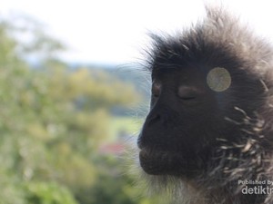Monyet Bisa Bergaya Meditasi