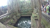 Sacred Sanctuary Monkey Forest