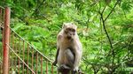 Monyet-monyet Menggemaskan di Taman Maribaya