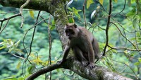 Lucunya si Monyet ini kalau sedang memperhatikan pengunjung (Desi/detikTravel)