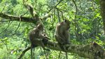 Monyet-monyet Menggemaskan di Taman Maribaya