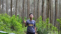 Hamparan pohon pinus