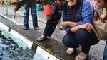 Muah! Serunya Dicium Ikan Dewa di Kuningan, Jabar
