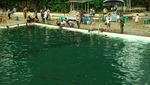 Muah! Serunya Dicium Ikan Dewa di Kuningan, Jabar