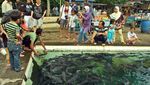 Muah! Serunya Dicium Ikan Dewa di Kuningan, Jabar