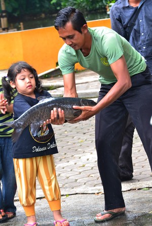 Muah! Serunya Dicium Ikan Dewa di Kuningan, Jabar