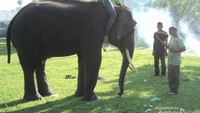 Gajah dan beberapa pelatih