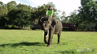 Gajah dilatih memegang gelang berukuran besar