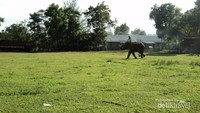 Lokasi gajah dilatih