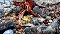 Pohon mati di tengah Kawah Ratu
