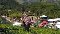 berfoto di sebagian kebun teh Kaligua