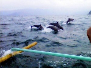 Mudik ke Lampung, Wajib Traveling ke Teluk Kiluan!