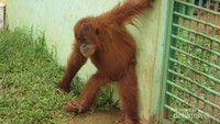 Orangutan