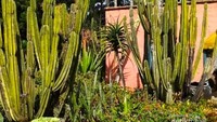 sebagian dari koleksi kaktus di Taman Mediterania