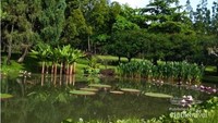 disini tumbuh pohon teratai dengan daun sangat lebar