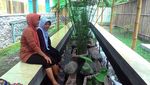 Museum Gula di Klaten, Satu-satunya di Asia Tenggara