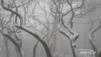 Salju menyelimuti pepohonan di Gunung Huangshan