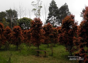Musim Semi di Curug Putri, Kuningan