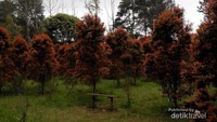 pucuk merah bersemi