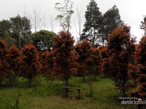 Musim Semi di Curug Putri, Kuningan