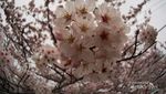 Musim Semi Tiba, Saatnya Menikmati Sakura di Jepang