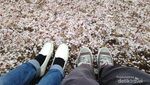 Musim Semi Tiba, Saatnya Menikmati Sakura di Jepang