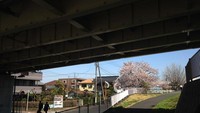 Pon sakura yang berada di pinggir jalan