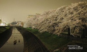Musim Semi Tiba, Saatnya Menikmati Sakura di Jepang