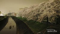 Indahnya sakura yang bermekaran