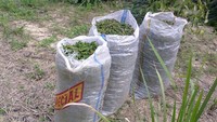 Dikumpulkan dalam karung