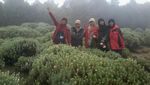 Naik Gunung Papandayan, Tidak Akan Menyesal!